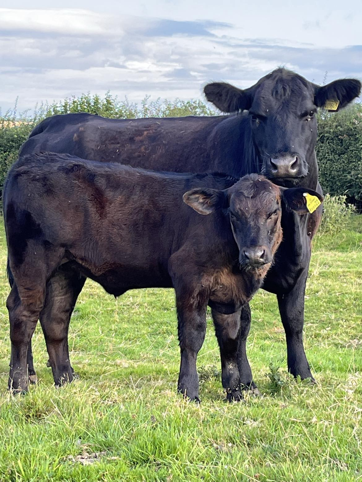 Calving Essentials